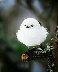 Pino Turkiye Adli Kullanicinin Hayvanlar Panosundaki Pin Vahsi Hayvanlar Angry Birds Guzel Kuslar