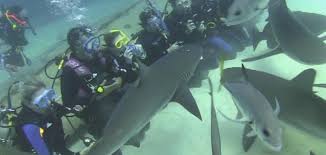 Freeport Shark Dive