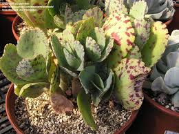 Image result for Kalanchoe marmorata