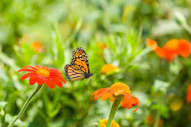For further assistance raising healthy butterflies, a rated. Uk Research Shows Urban Gardens Can Aid In Pollinator Conservation News