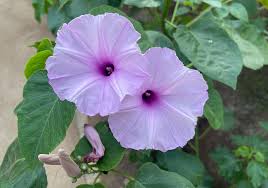 Image result for Ipomoea carnea