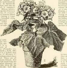 Image result for Senecio auriculatissimus