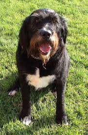 Why buy an irish wolfhound puppy for sale if you can adopt and save a life? Newfoundland Irish Wolfhound Mix Breed Information