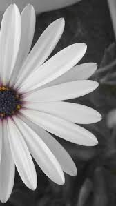 Wallpaper Duvar Kagidi Duvar Kagidi Wallpaper Soyut Fotografcilik Doga Fotografciligi Doga