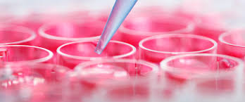 Image result for Cell Line Development