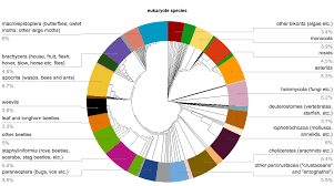 insect biodiversity wikipedia