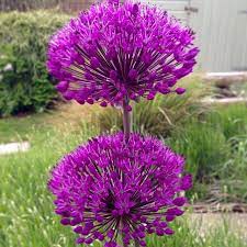 Alliums Galore In The Garden At The Moment Just Love The Colours Allium Garden Gardens Gardening Flowers Bulbs Pe In 2020 Perennials Flowers Instagram Posts