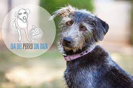 Día de llevar al perro a la oficina, iniciativa del reino unido en 1996 y la cual se da cada 22 de junio. Dia Del Perro Sin Raza Soy Un Perro Sin Raza Es Decir Tan Bueno Como Cualquier Otro Blog Snau