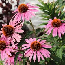 Image result for Echinacea purpurea `Magnus`