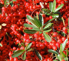 Image result for Pyracantha coccinea red column