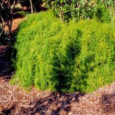 Image result for A. densiflorus Sprengeri