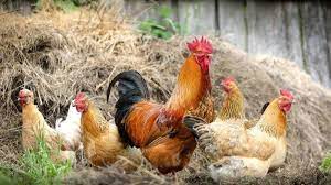 Bahwasanya mimpi tersebut juga merupakan salah satu pertanda kebaikan akan menghampiri kehidupan anda. Ini 5 Tafsir Mimpi Tentang Ayam Mimpi Tentang Ayam Goreng Simbol Hoki Dan Awal Kehidupan Yang Baru Tribun Jogja