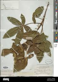 Image result for Vitex ferruginea