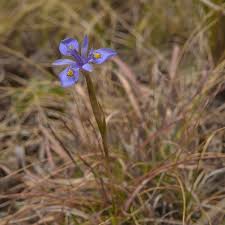 Image result for Moraea stricta