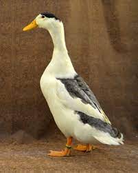It has distinctive black and white markings reminiscent of the european magpie, and is a layer of large eggs.:46. The Livestock Conservancy