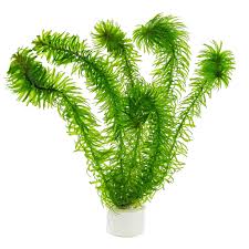 Image result for Najas