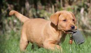 Even though these wild animals are full of energy, in the right environment they can me and my best friend want a fennec fox pup. Labrador Retrievers For Sale Bend Oregon