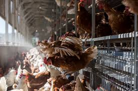 Humane farm animal care does not permit this kind of confinement because it disrupts the birds' abilities to engage in natural behaviors and can contribute to bone weakness and footpad injury. More Than 86 Million Egg Laying Hens In The U S Are Now Cage Free A Humane World