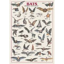 Home In 2019 Bat Animal Bat Species Animal Posters