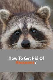 How To Get Rid Of Raccoons In Your Backyard Quickly 2021 Own The Yard Getting Rid Of Raccoons Raccoon How To Get Rid
