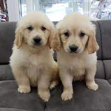 1 kedi 1 kopek sahiplendirme ilanlari golden retriever kopek evcil hayvanlar