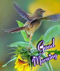 Maybe you would like to learn more about one of these? Good Morning Birds Images Posted By Sarah Simpson