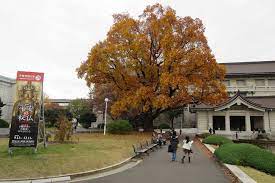 紅葉で黄金色に染まる巨大なユリノキ - 百合の木が見事な東京国立博物館 - ムラウチドットコム社長・村内伸弘のブログが好き😍