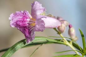 Willow tree flower on alibaba.com when making attractive decorations that last a long time. Pink Desert Willow Flower Photograph By Iris Richardson