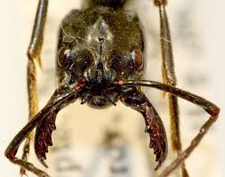 Dinoponera Giant Ant One Of The Largest Ants In The World Ants Giants Bug Problem