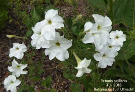 Image result for Petunia axillaris
