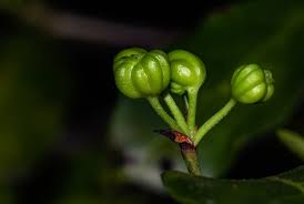 Image result for Pyrostria bibracteata