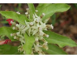 The University Of Texas At Austin Asclepias Native Plants Plants