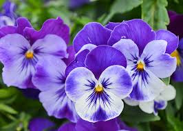 Check spelling or type a new query. Viola Significato Simbologia E Linguaggio Della Viola