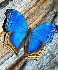 Pin By Hamza Khan Hk On Bᴇᴀᴜᴛɪғᴜʟ Bᴇᴛᴛᴇʀғʟʏ Beautiful Butterflies Butterfly Chrysalis Butterfly Wings