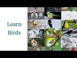 Birds With Human Arms Youtube Birds Learning Video For Kids Pleasant Babies Youtube In 2020 Learning Kids Birds