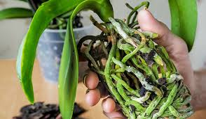 Image result for puklice na orchideích obrázek