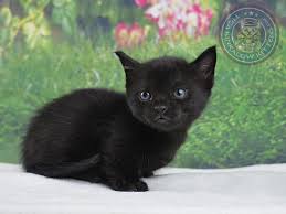 Las vegas homes for sale. Liam Munchkin Kitten For Sale In Las Vegas Nevada Cat Bright Classifieds