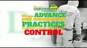 How much damage they can do and some pest control tips. No1 Pest Control And Fumigation Company In Nigeria Youtube