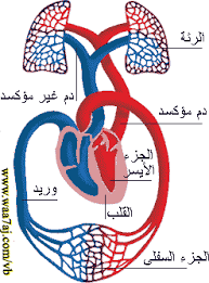 Carbohydrates are stored in fhe kiver and musc in. Ø§Ù„Ø§Ù†Ø³Ø§Ù†