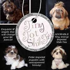 Our dog breeder directory is the ultimate source of listings for shih tzu breeders in the north america. Chinese Imperial Shihtzu Puppies And Teacup Shih Tzu Puppies Shih Tzu Puppy Shih Tzu Teacup Shih Tzu