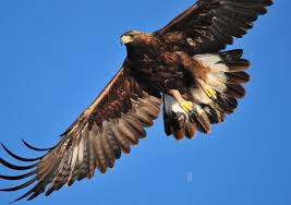 Top 10 Fastest Birds In The World Fastest Bird Birds Beautiful Birds
