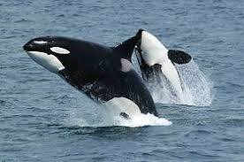 Cat traieste omul pe pamant, продолжительность: Orcinus Orca Wikipedia