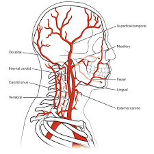 The external carotid artery supplies the areas of the head and neck external to the start studying arteries of head and neck. Diagram Of Blood Vessels In The Neck Another Blog About Wiring Diagram