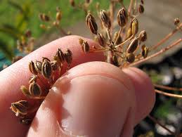 Image result for Anethum