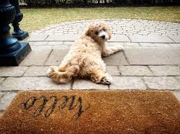 We live on a 170 acre farm in albia, iowa. Cavapoo Puppies For Adoption Iowa The Y Guide
