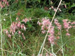 Image result for Melinis repens