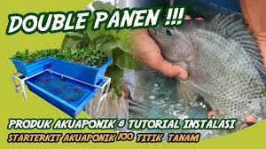 Panen Sayur Dan Ikan Aquaponik 100 Titik Tanam Akuaponik Aquaponik Ikan Panen Mancing 212 Youtube
