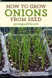 How To Grow Onions From Seed Green Onions Growing Growing Onions Spring Vegetable Garden