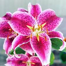 Paintingjeri Rocks On Instagram Pink Lilly Garden Pink Lily Flowers Flower Love Nature Flowerstagram Garde Instagram Posts Instagram Plants