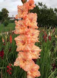 Orange Expert Gladiolus Rainbow Garden Pretty Flowers